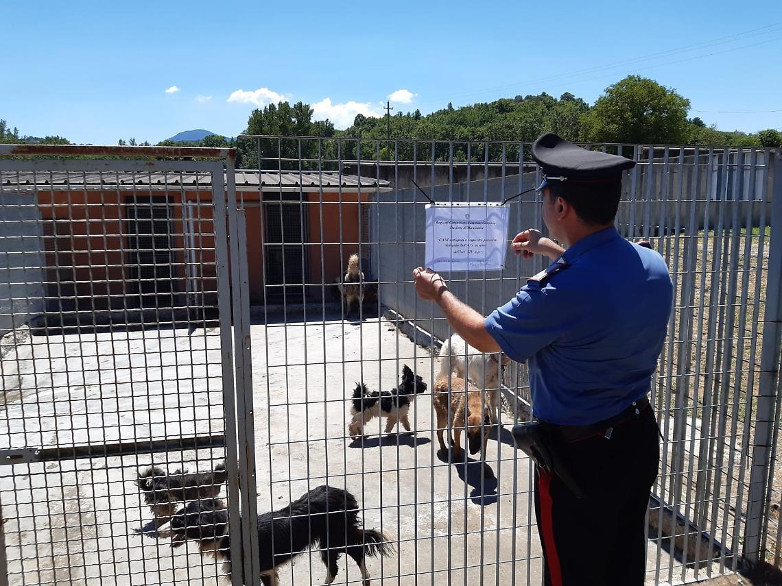 Allevamento lager, sequestrati 12 cani
