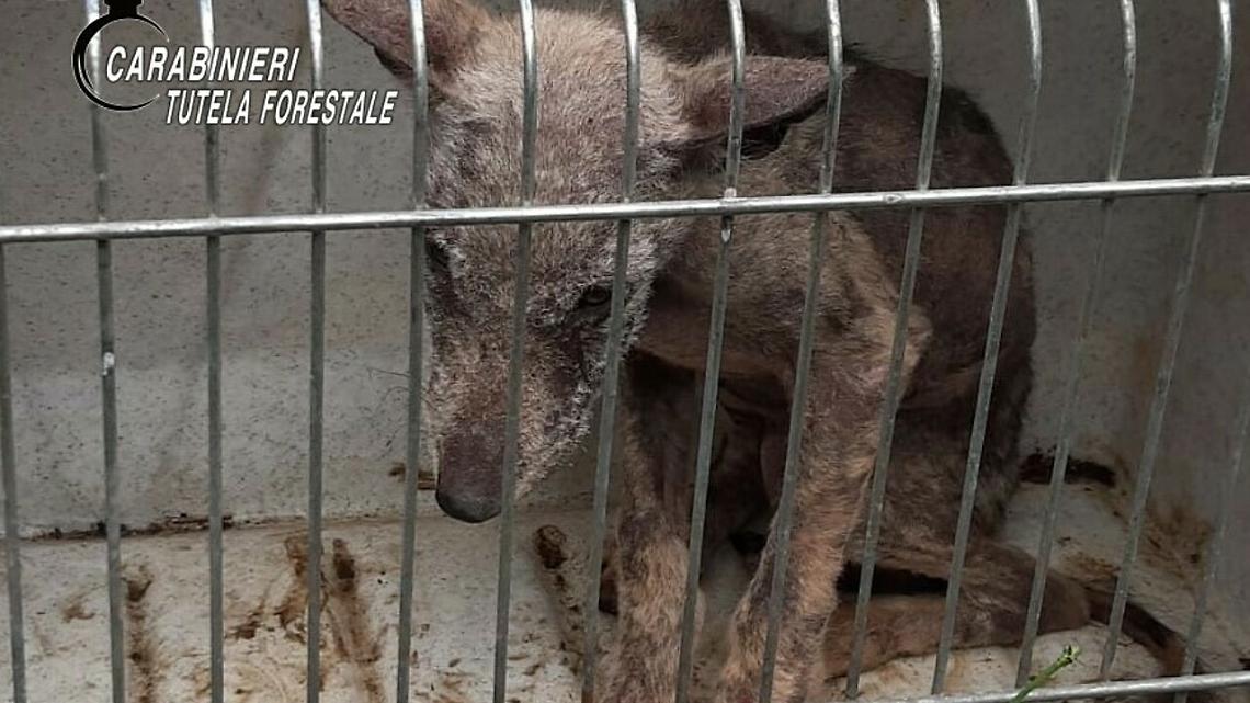 Irpinia, escursionista trova cucciolo di lupo: salvato dai forestali