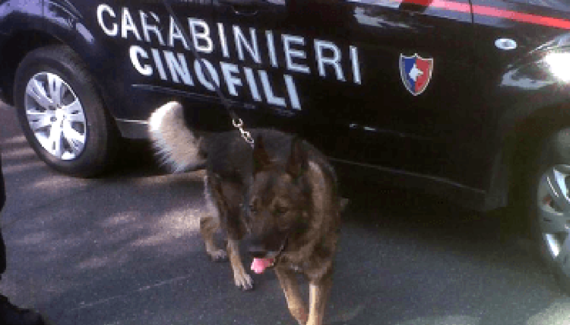 Torre Annunziata, il pastore antidroga trova un chilo e mezzo di stupefacenti