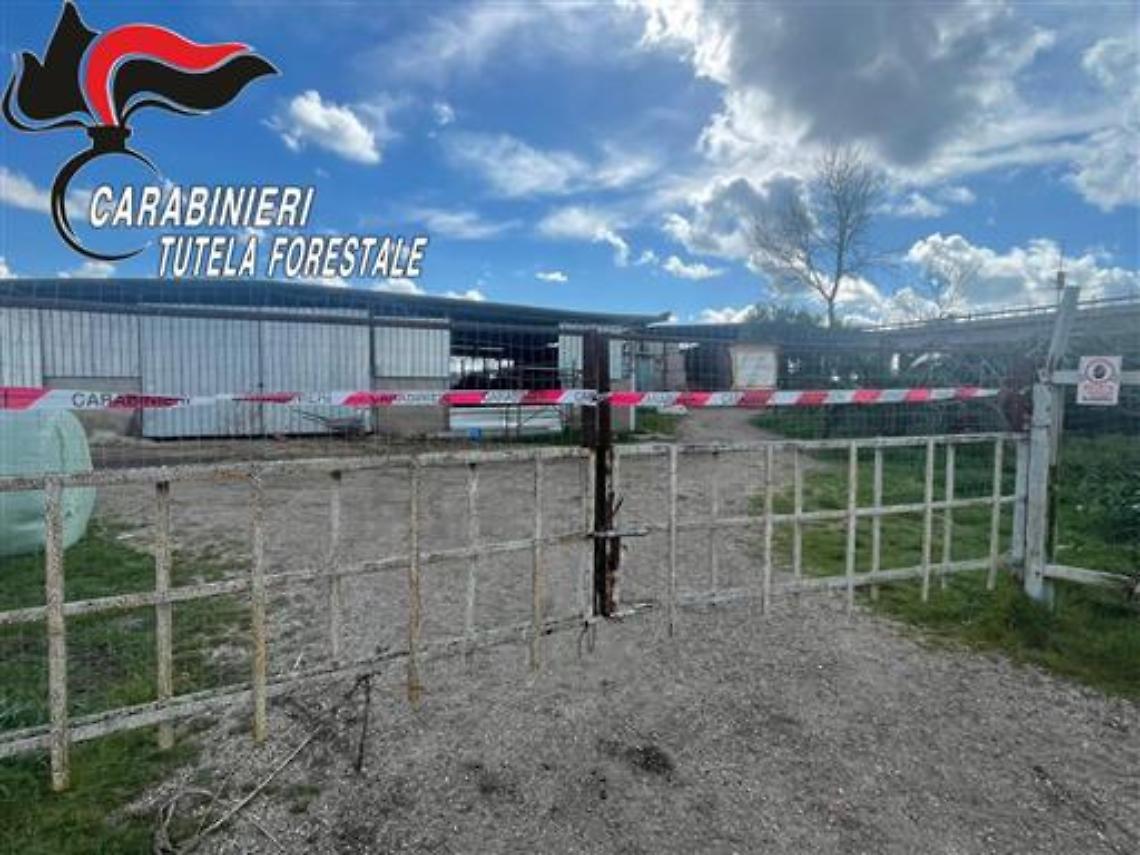 Sequestrato allevamento bufalino nel Casertano