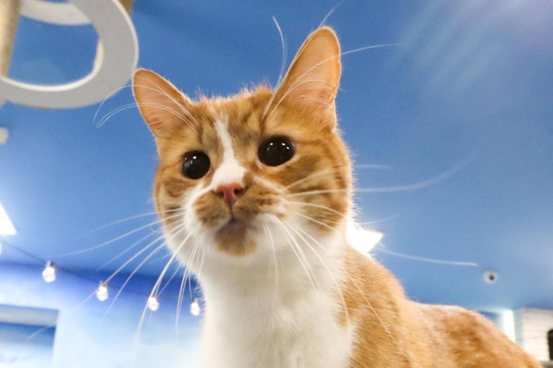 Covid, lo studio inglese: «L'uomo può trasmetterlo ai gatti»