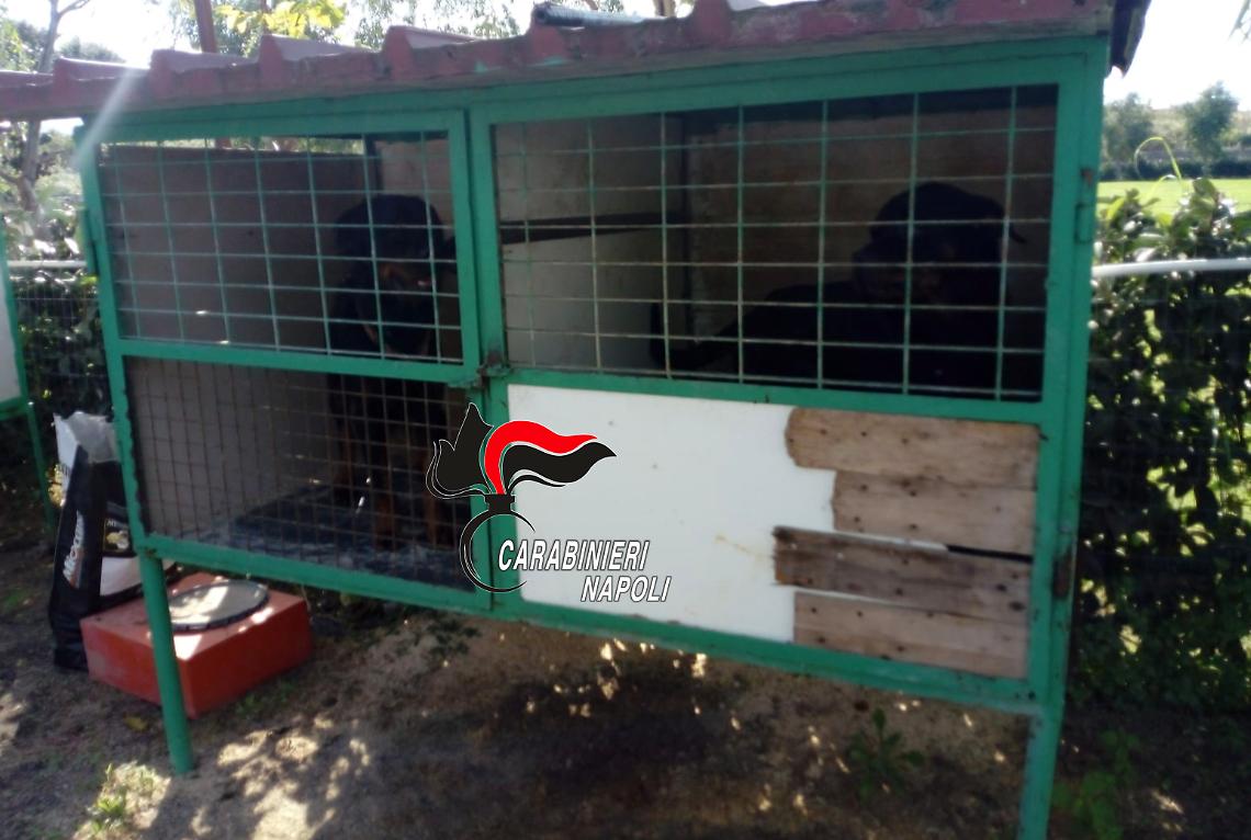Rottweiler stipati in gabbie per uccelli a Sant'Anastasia