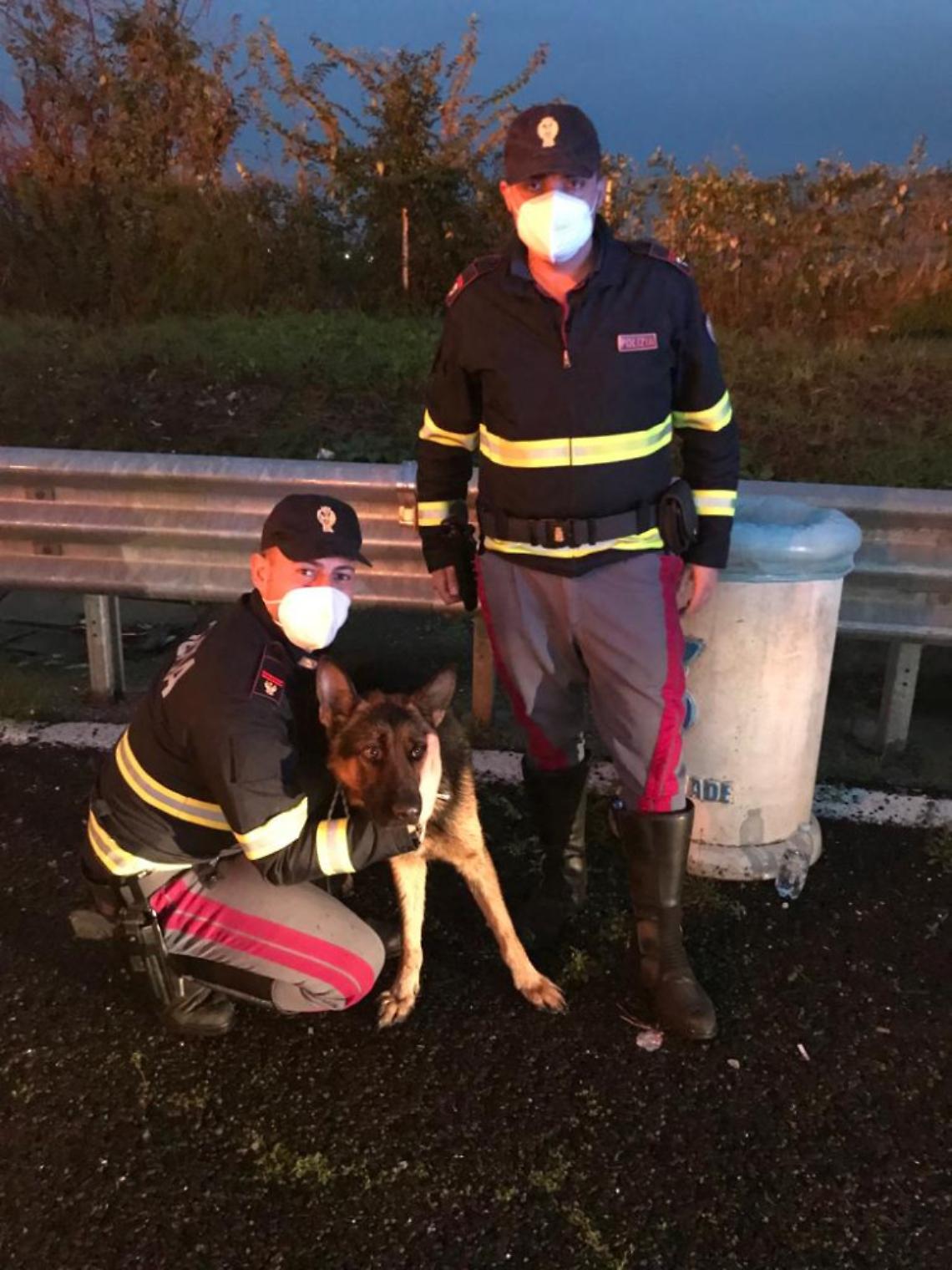 Cane legato in autostrada, salvato dai poliziotti