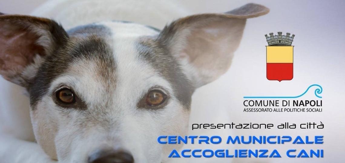 Ecco il nuovo "Centro comunale di accoglienza cani"