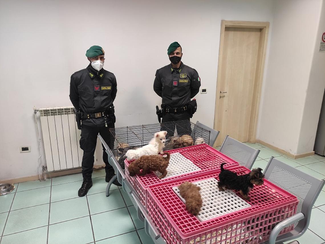 Sgominato traffico illecito di cuccioli di cane