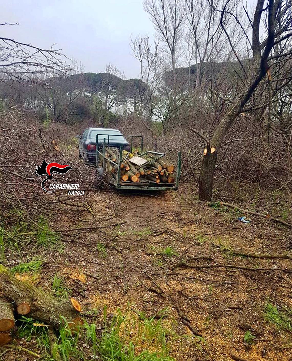 Taglia legna da ardere in un terreno, arrestato