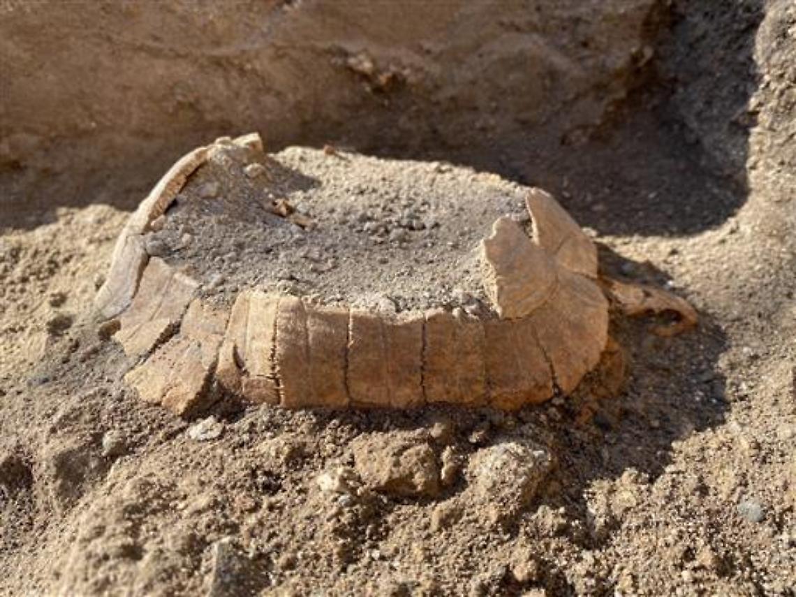 Pompei, dagli scavi una testuggine di 2000 anni fa con il suo uovo 