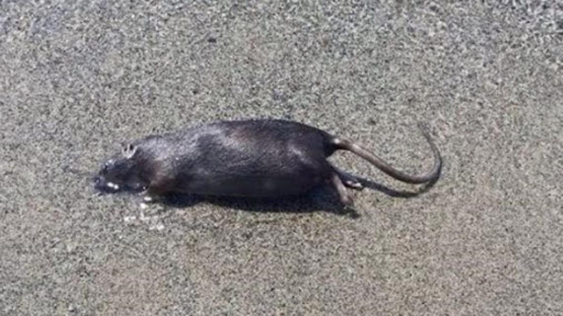 Panico a Pozzuoli, risale dal mare e trova un topo nello zaino