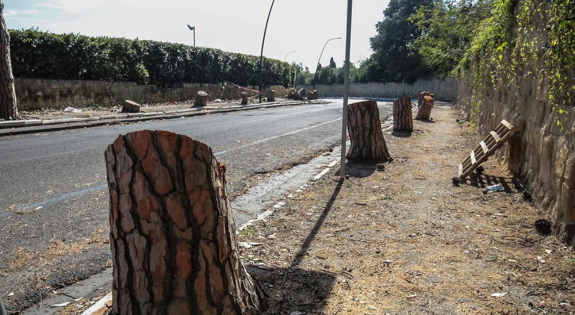 Posillipo, il tavolo tecnico: «No alla reimpiantazione dei pini»