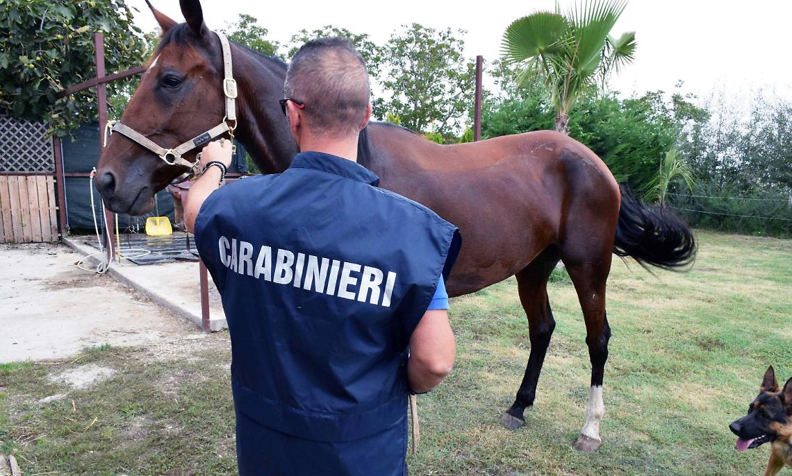 Cavalli sprovvisti di documentazione sequestrati a Marigliano