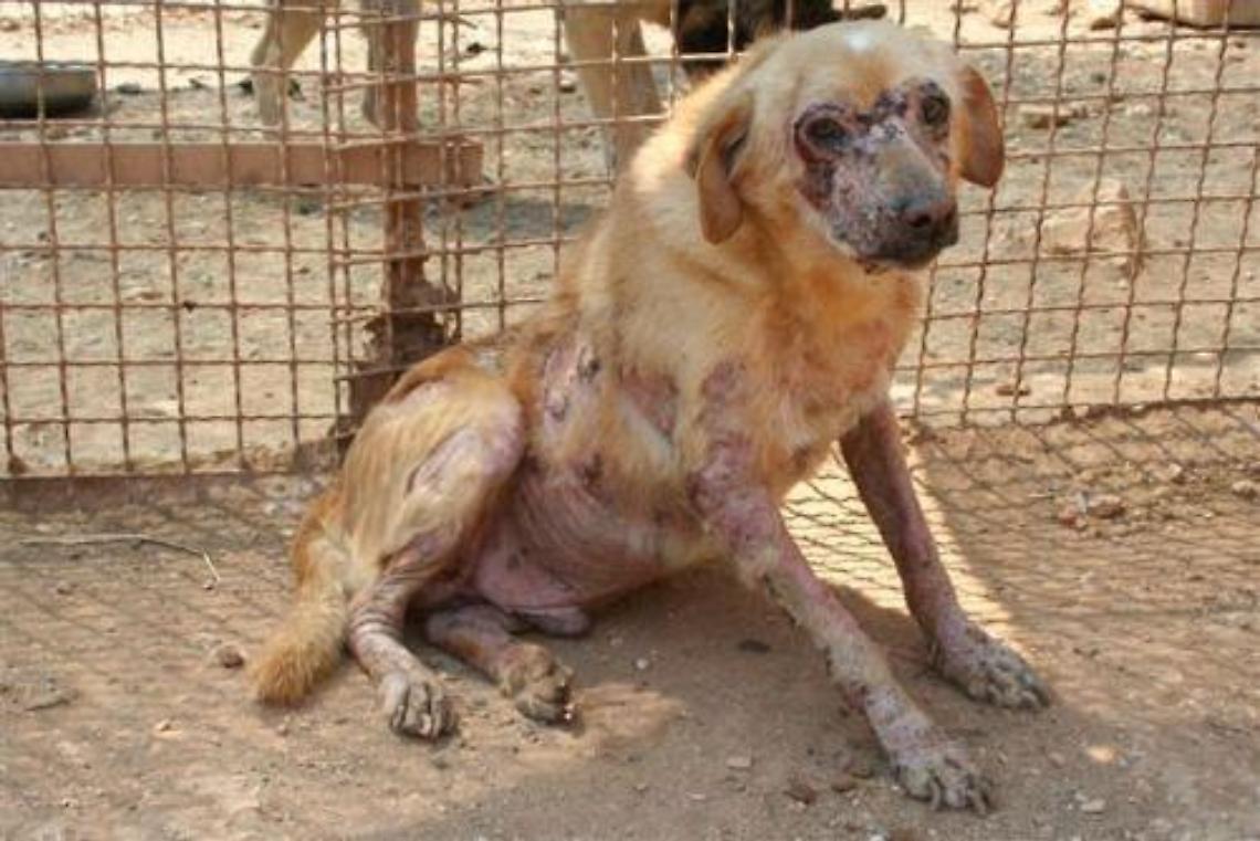 Senza acqua, cibo, tra le feci di topo: maltrattati animali nel Napoletano 