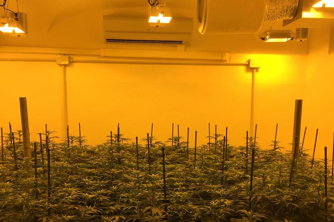 Salerno, serra di cannabis in casa: preso 24enne