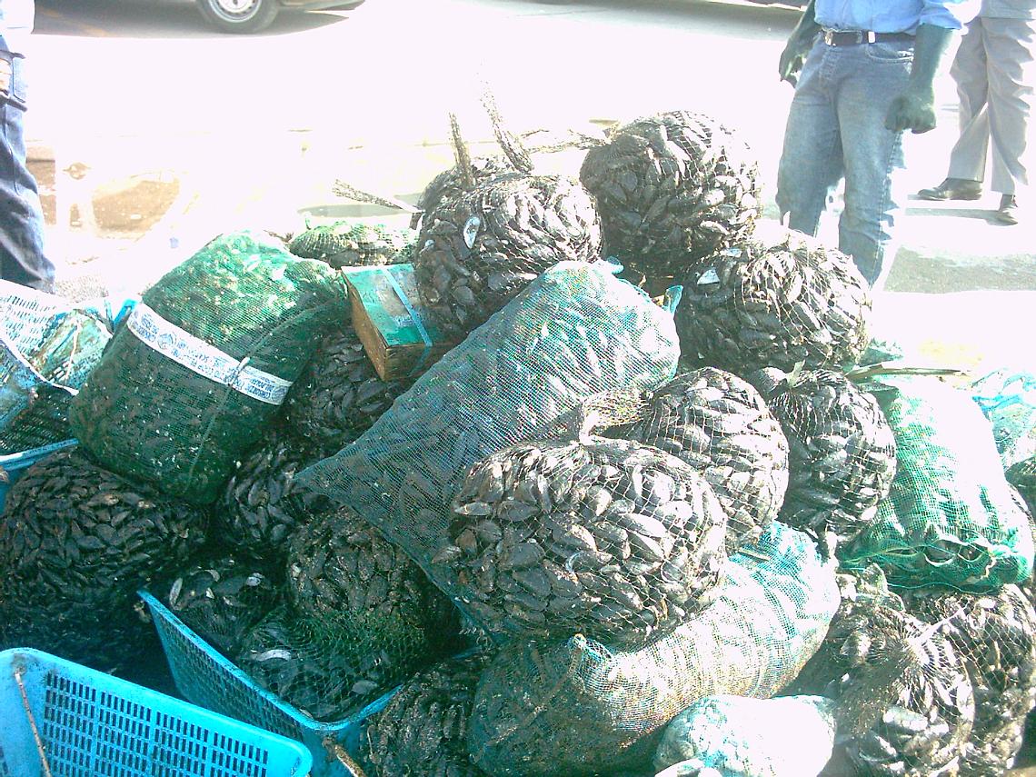 Allevatori cozze: bene controlli, ma attenti agli abusivi