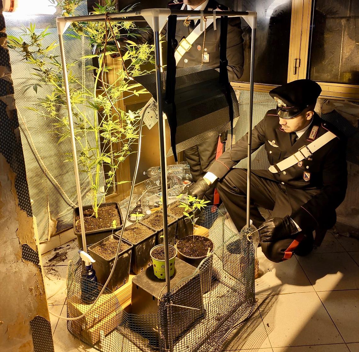 Serra di marijuana in casa, un arresto a Casalnuovo