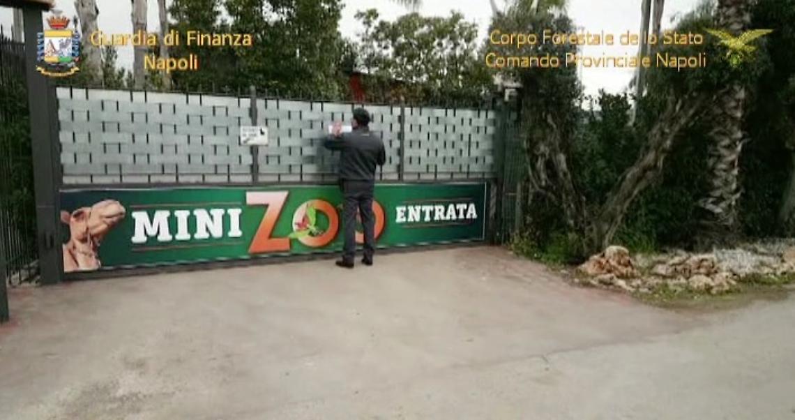 Scoperto zoo abusivo degli orrori