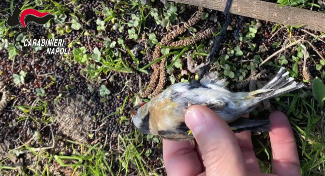 Trappole con cardellino-esca per imprigionare uccelli, un denunciato a Nola