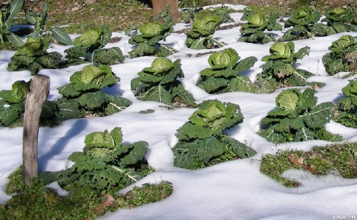 Maltempo, allarme di Coldiretti Campania: danni a ortaggi e alberi da frutta