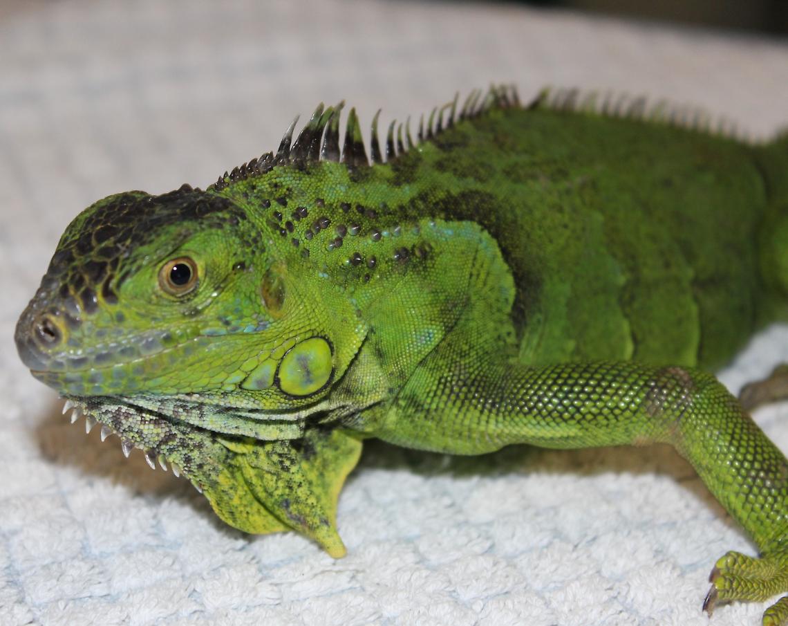 Iguana a rischio estinzione trovato nella teca di un'azienda