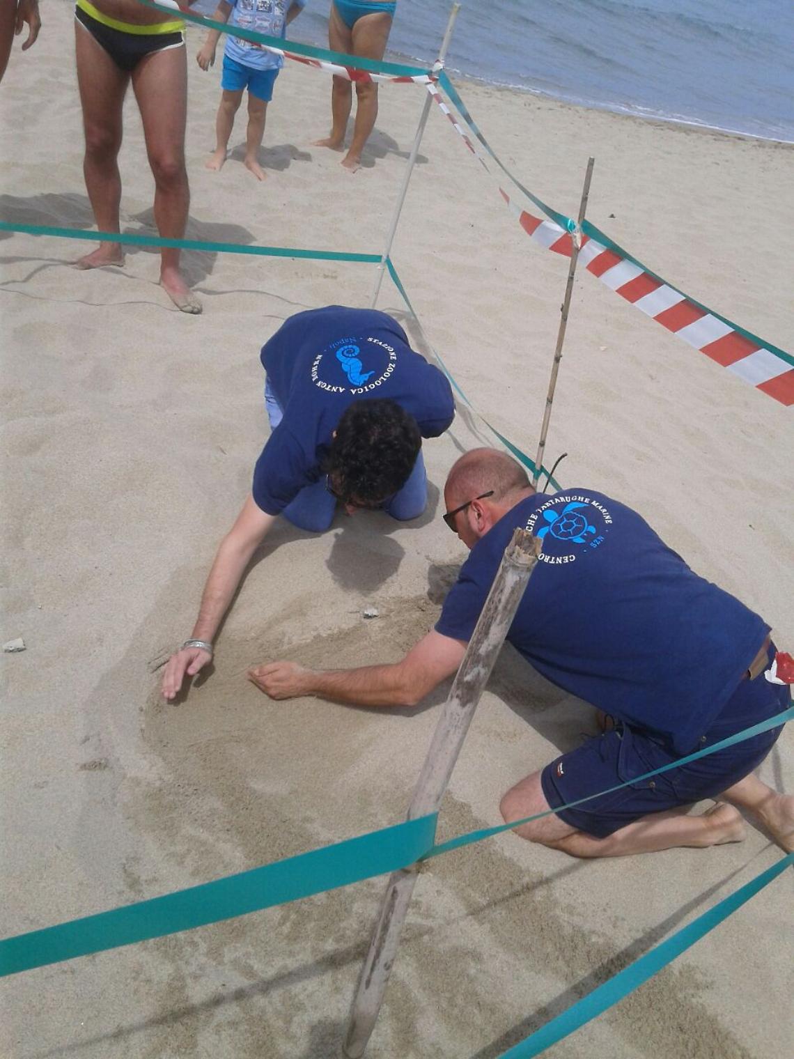 Palinuro, sulla spiaggia della Gabella il primo nido di tartaruga
