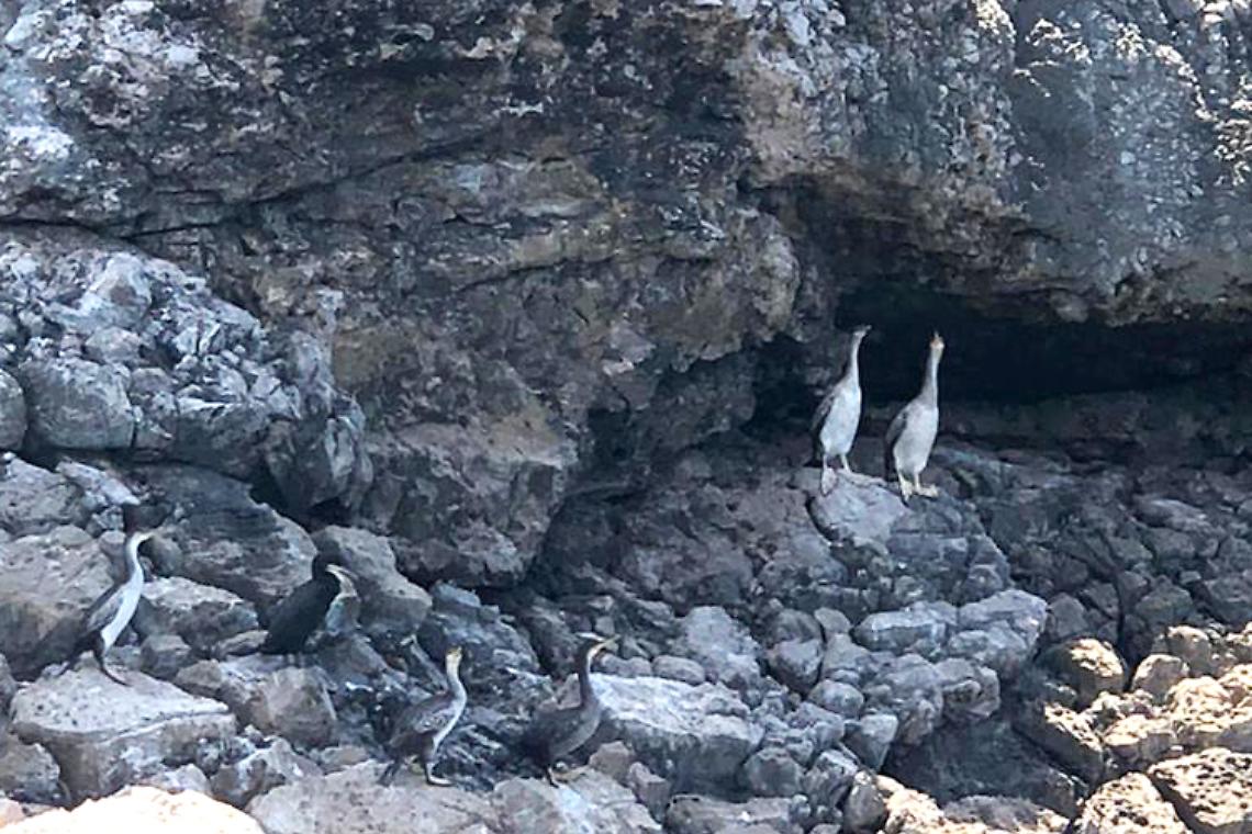 Marangone dal ciuffo, un nuovo ospite in Campania