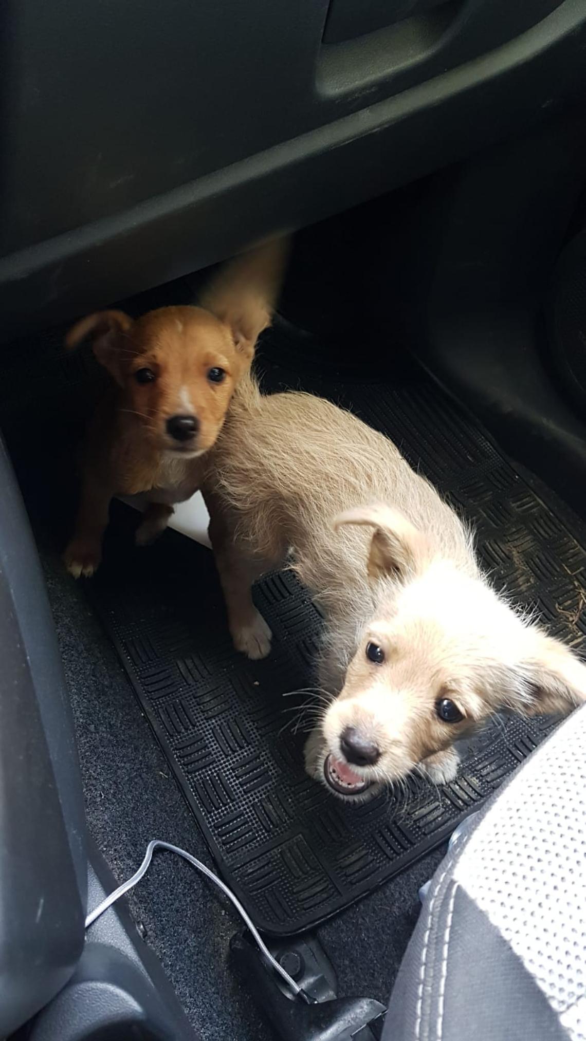 Cuccioli chiusi in una busta e abbandonati in Tangenziale