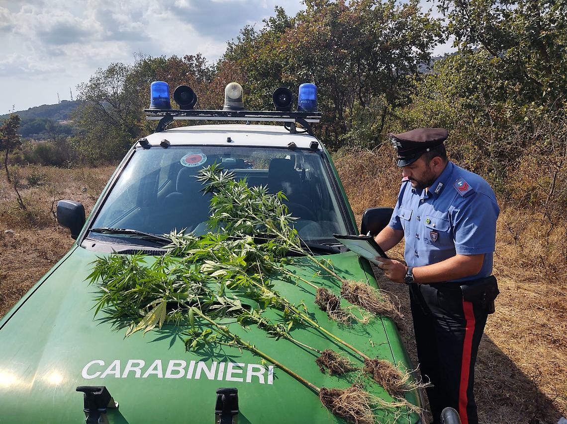 Controlli contro gli incendi, ritrovata piantagione di canapa indiana