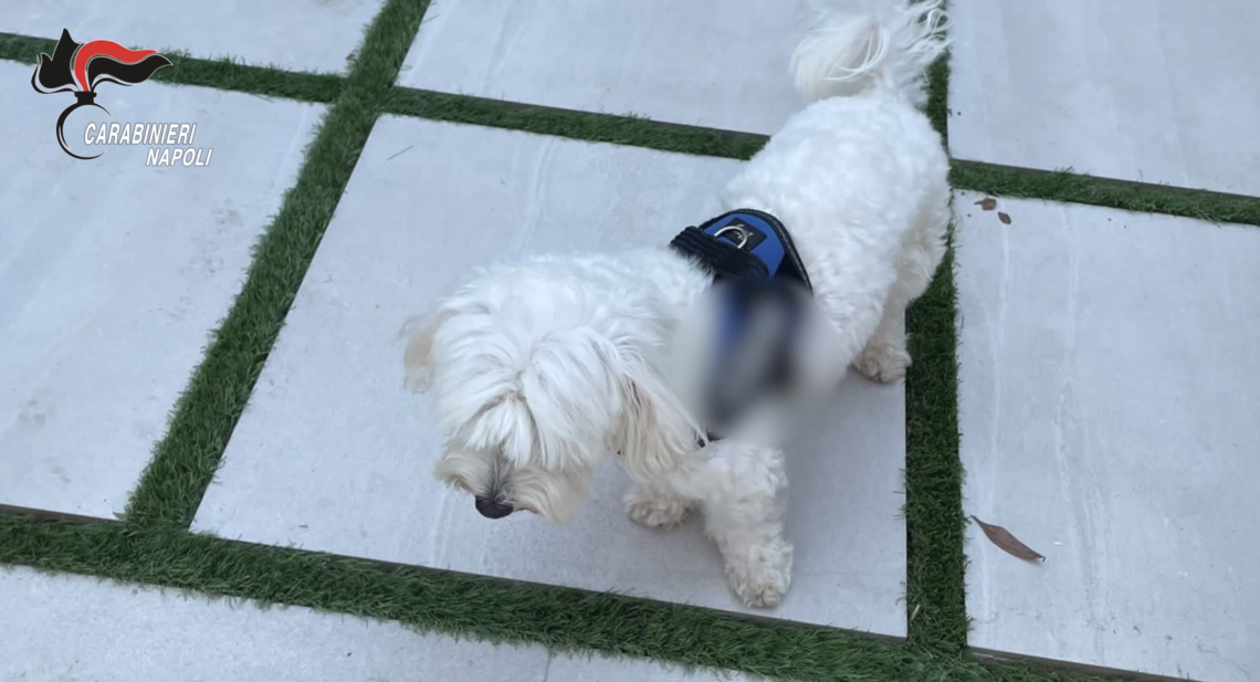 Il boss latitante tradito dal barboncino