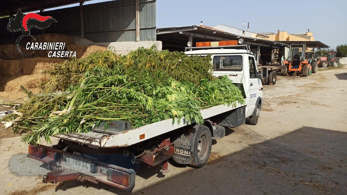 Marijuana nell'azienda agro-faunistica, arrestati coniugi