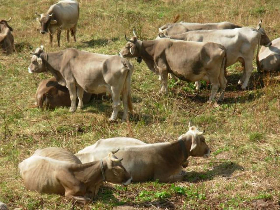 Falsi esami su alimenti con brucellosi: 68 indagati 