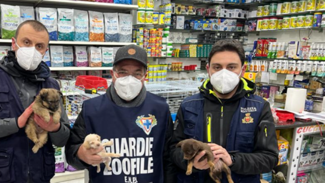 Sequestrati dieci cuccioli di cane a Napoli