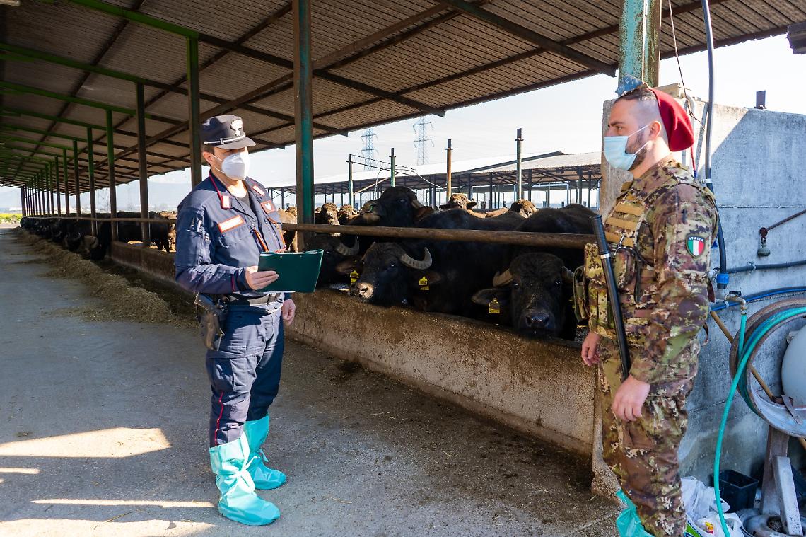 Inquinamento ambientale, sequestrata azienda bufalina nel Casertano