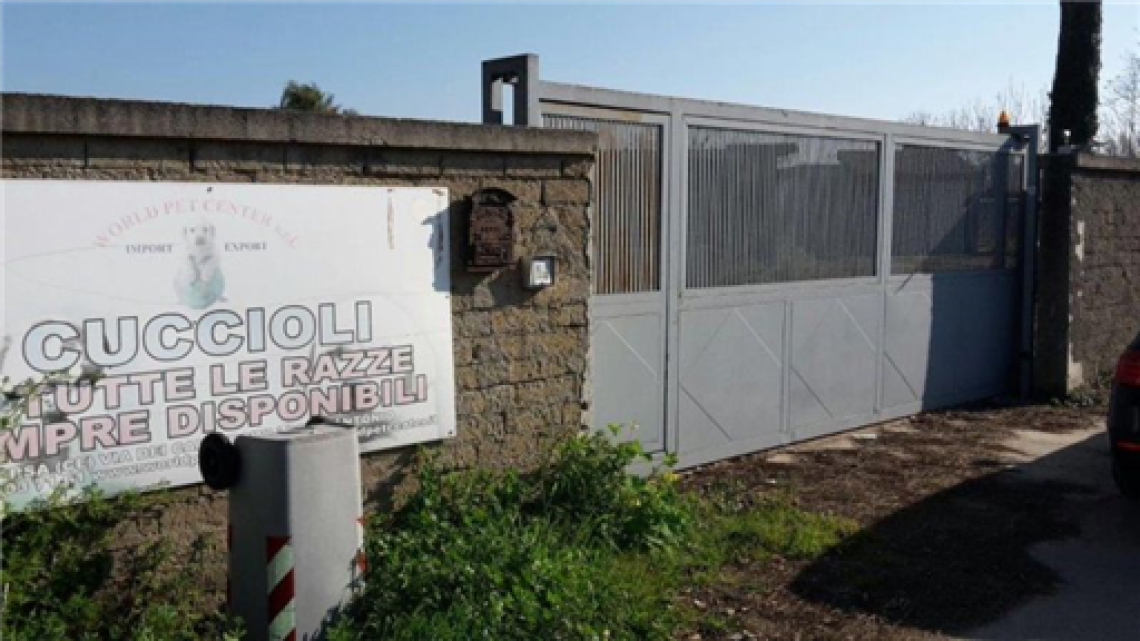 Traffico di cuccioli di razza, maxi-sequestro di beni