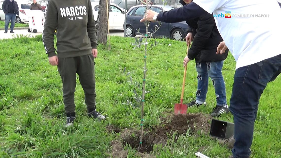 Cinque ulivi per le vittime innocenti di camorra
