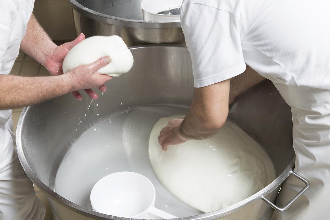 Filiera bufalina in crisi, impegno di Regione e Consorzio Mozzarella dop