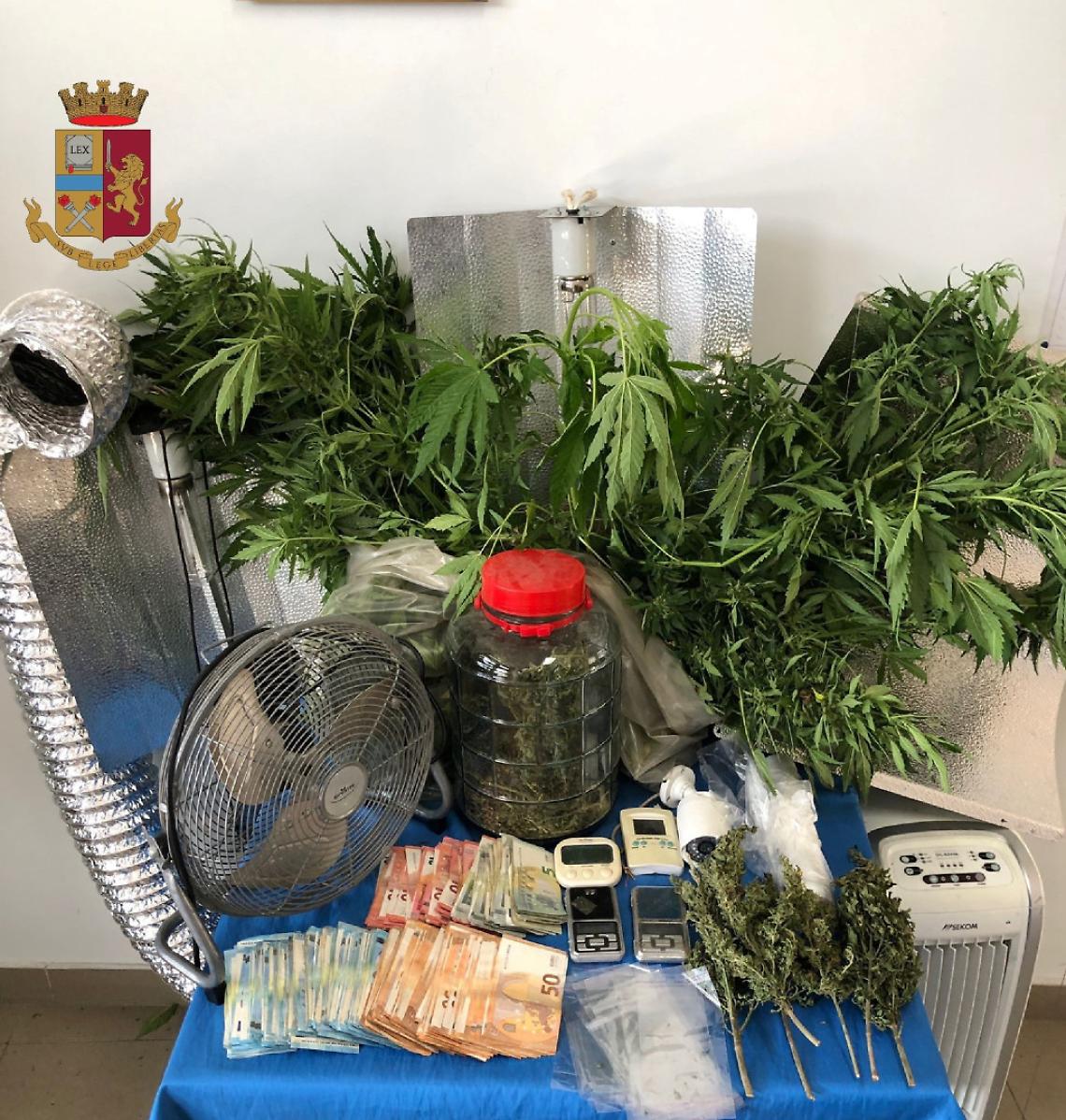 Pianura, scoperta una serra di marijuana: 61enne in manette