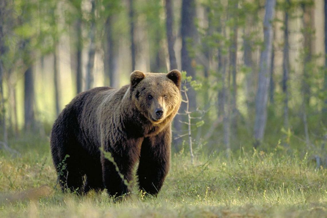 Orso M49 di nuovo in fuga: ha distrutto rete di protezione