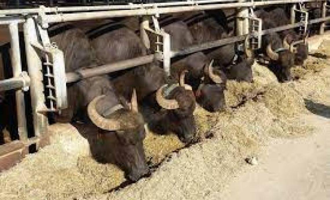 Brucellosi bufalina, Confagricoltura: no a nuovo programma regionale