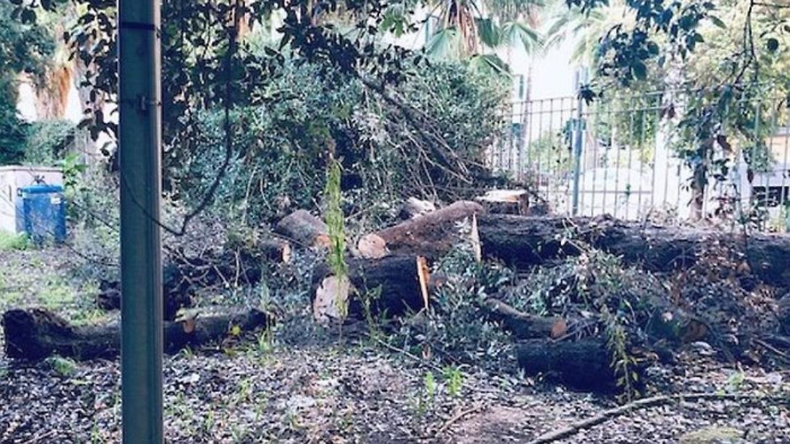 Parco Mascagna diventa il “cimitero degli alberi”