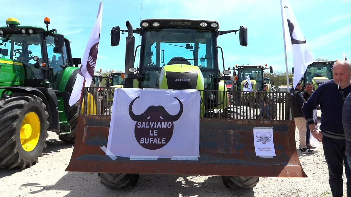 Brucellosi, nuova protesta degli allevatori di bufale del Casertano