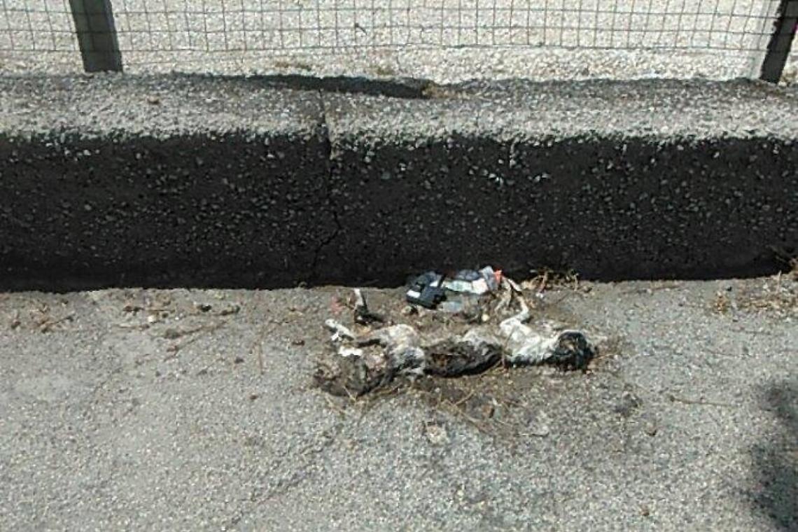 Ercolano, felini trovati morti e scritte contro i gatti