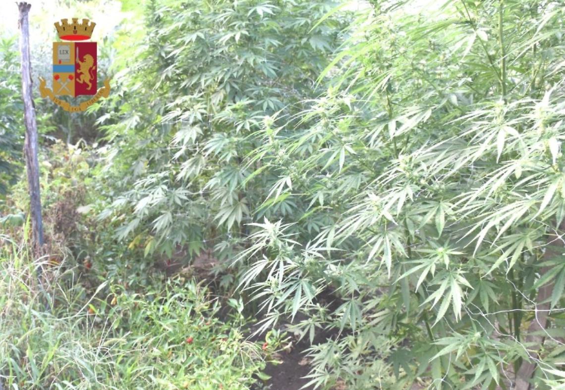 Coltiva marijuana nel giardino di casa, arrestato