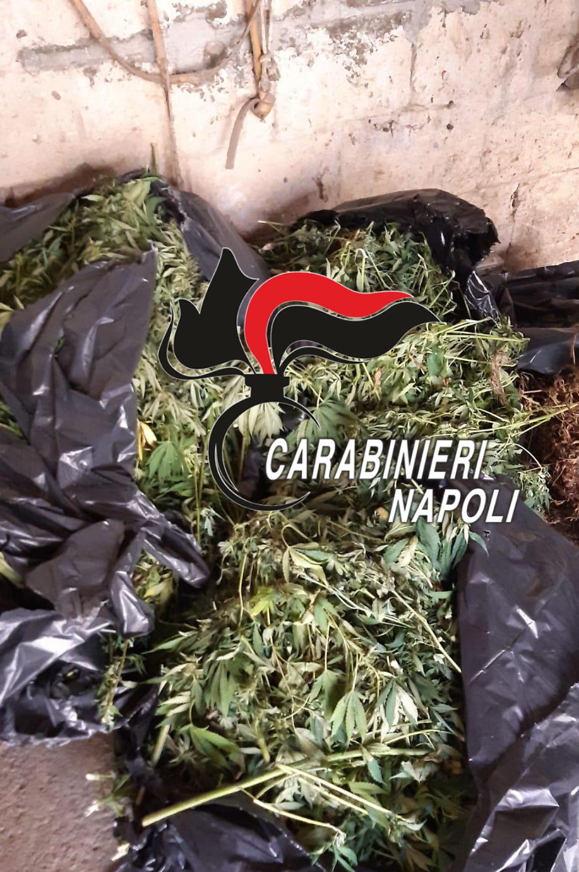 Sequestrati 42 kg di marijuana e 115 piante di cannabis