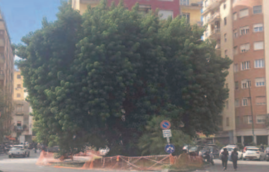 Piazza degli Artisti, dopo un anno parte la tutela della fitolacca