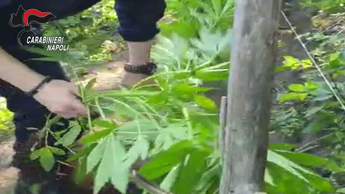 Monti Lattari, scoperte 525 piante di cannabis