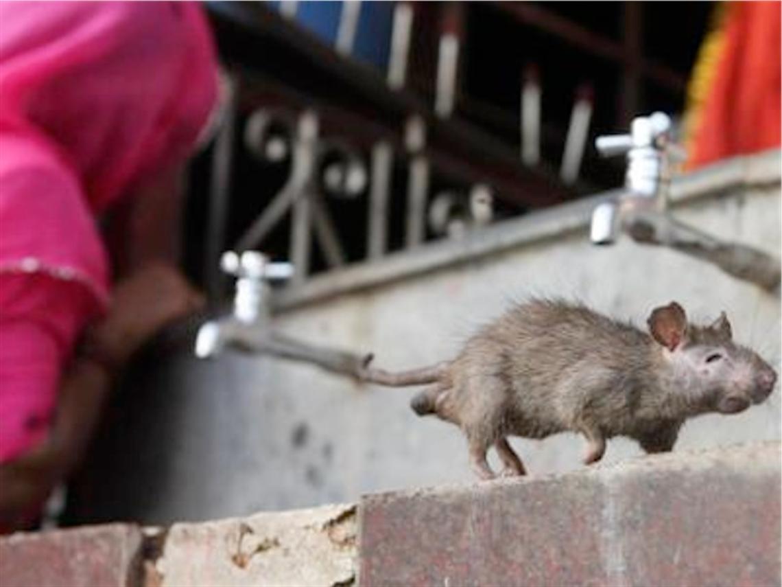 India, neonato ucciso dai topi in ospedale