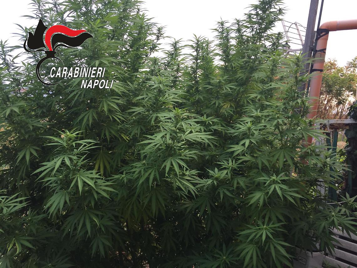 Piante di cannabis alte 4 metri sul terrazzo, arrestato a Torre del Greco