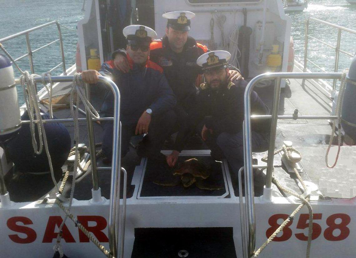 Capri, Guardia Costiera salva una tartaruga ferita