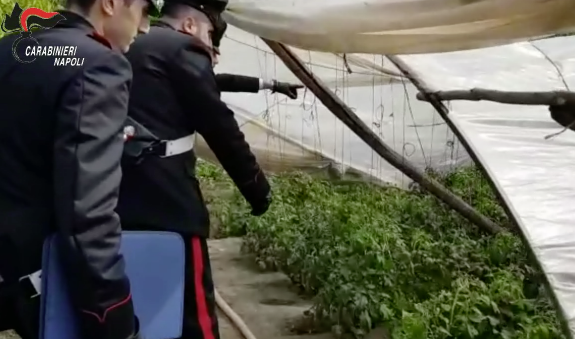 Cardito, cannabis tra gli ortaggi: in manette un 45enne