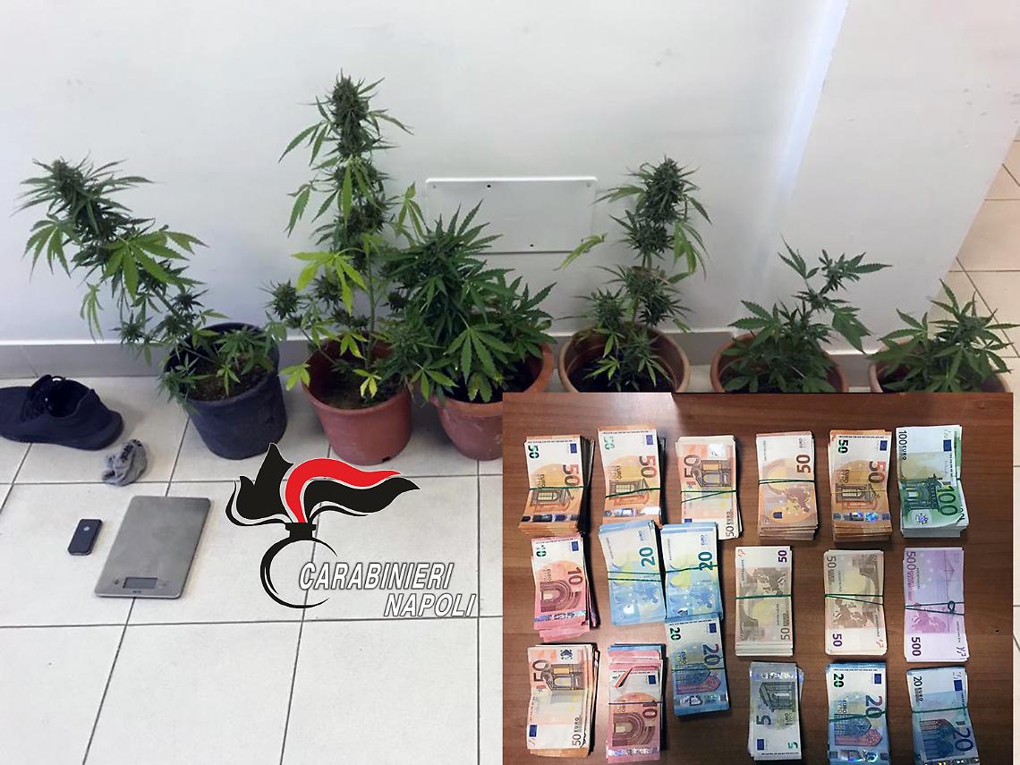 Procida, piante di cannabis e 57mila euro nel negozio: denunciati