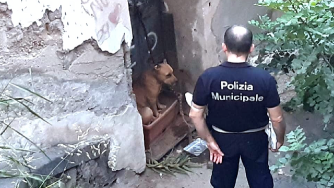 Pitbull legata a catena si rifugia in un vaso, liberata